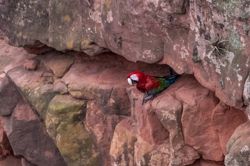 Bonito - Photo by Hudson Garcia (61)